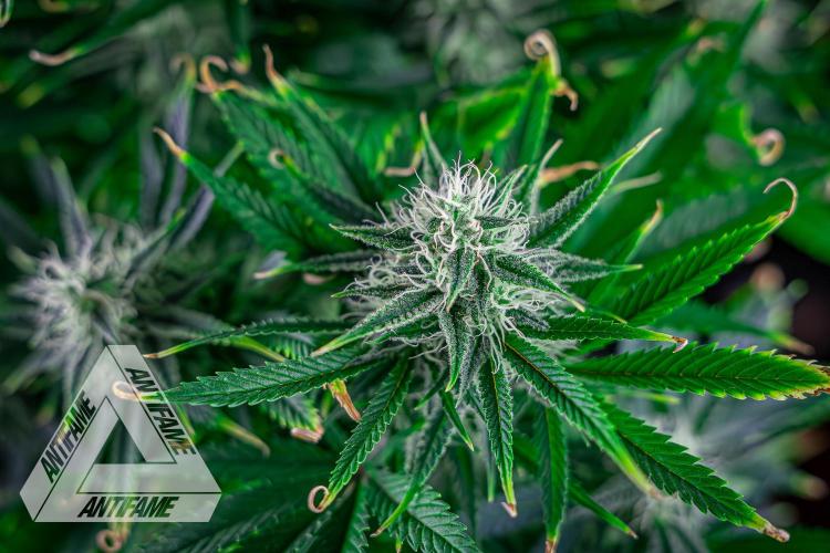 DIVINE SEEDS - Auto Black Opium. Week 9