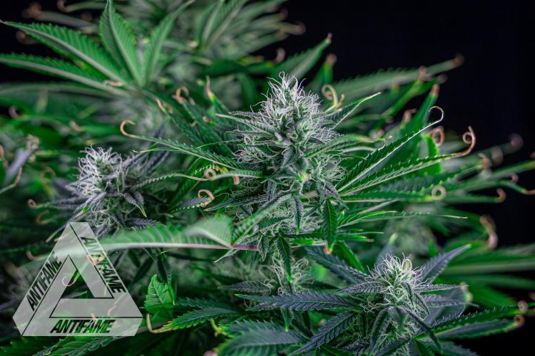 DIVINE SEEDS - Auto Black Opium. Week 9