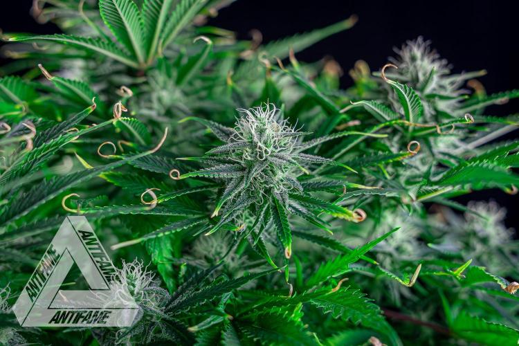 DIVINE SEEDS - Auto Black Opium. Week 9