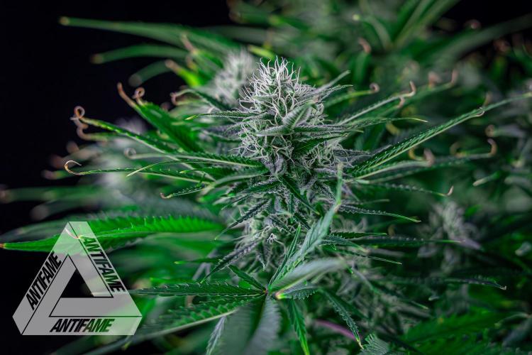 DIVINE SEEDS - Auto Black Opium. Week 9