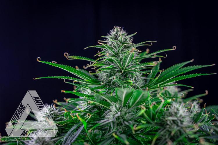 DIVINE SEEDS - Auto Black Opium. Week 9