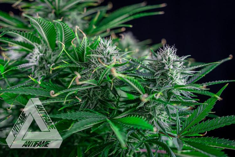 DIVINE SEEDS - Auto Black Opium. Week 9