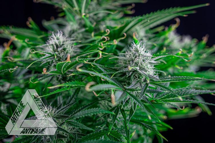 DIVINE SEEDS - Auto Black Opium. Week 9