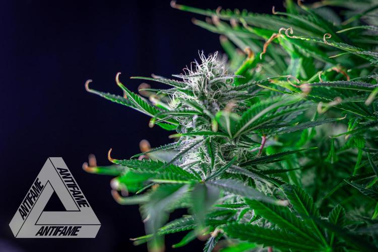 DIVINE SEEDS - Auto Black Opium. Week 9