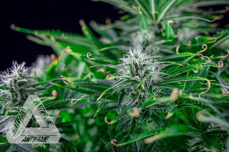 DIVINE SEEDS - Auto Black Opium. Week 9