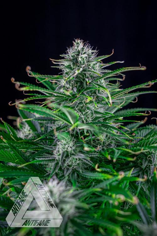 DIVINE SEEDS - Auto Black Opium. Week 9