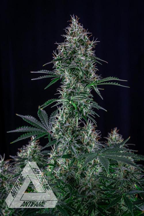 DIVINE SEEDS - Auto Northern Lights. Week 7