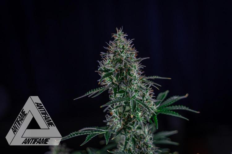 DIVINE SEEDS - Auto Northern Lights. Week 7