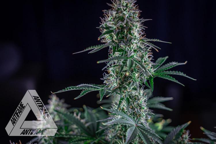 DIVINE SEEDS - Auto Northern Lights. Week 7