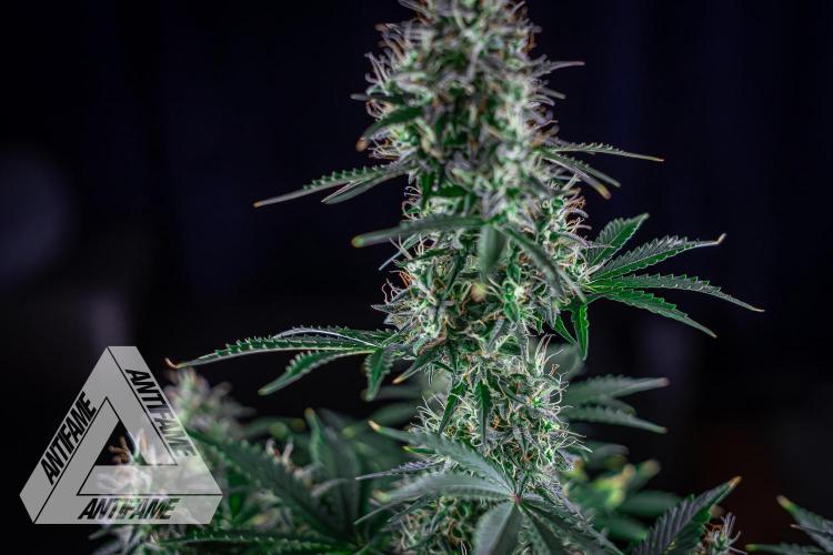 DIVINE SEEDS - Auto Northern Lights. Week 7