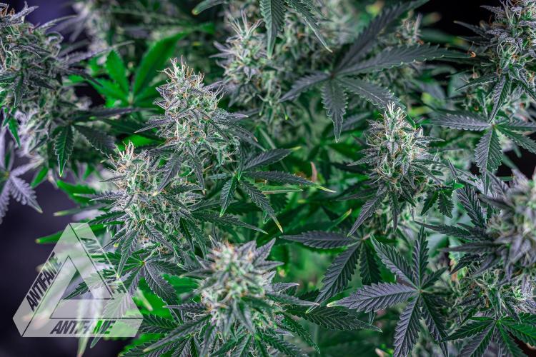 DIVINE SEEDS - Auto Northern Lights. Week 7