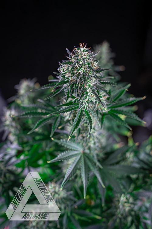 DIVINE SEEDS - Auto Northern Lights. Week 7