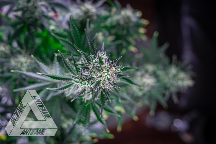 DIVINE SEEDS - Auto Northern Lights. Week 7