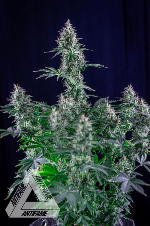 DIVINE SEEDS - Auto Northern Lights. Week 7