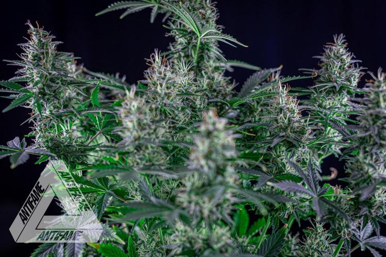 DIVINE SEEDS - Auto Northern Lights. Week 7