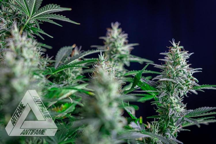 DIVINE SEEDS - Auto Northern Lights. Week 7