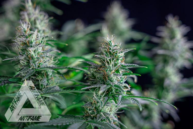 DIVINE SEEDS - Auto Northern Lights. Week 7