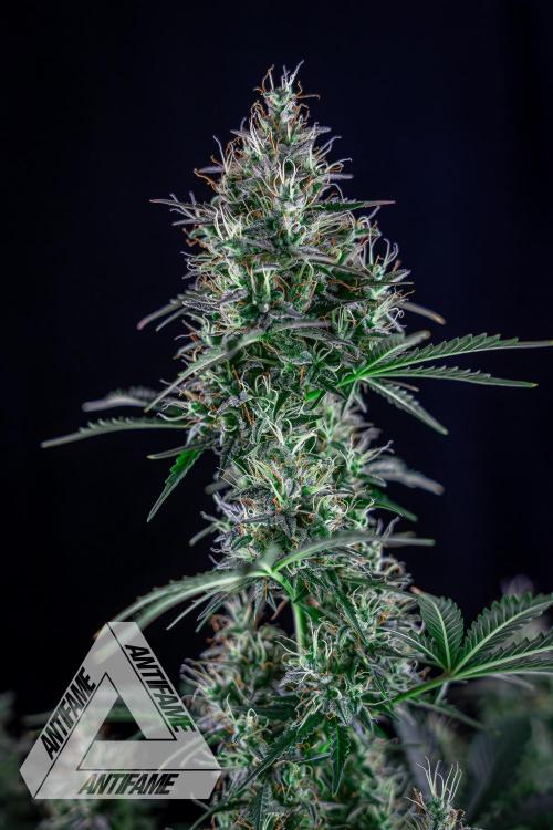 DIVINE SEEDS - Auto Northern Lights. Week 7