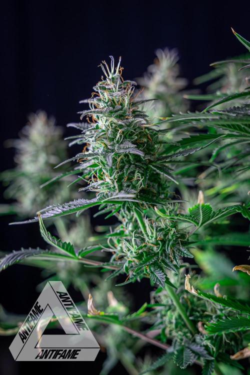 DIVINE SEEDS - Auto Northern Lights. Week 7