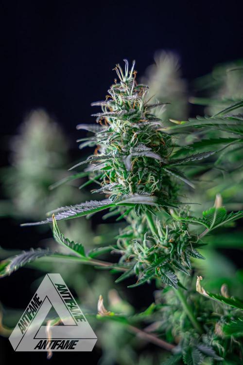 DIVINE SEEDS - Auto Northern Lights. Week 7