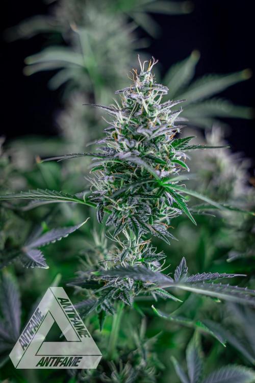 DIVINE SEEDS - Auto Northern Lights. Week 7