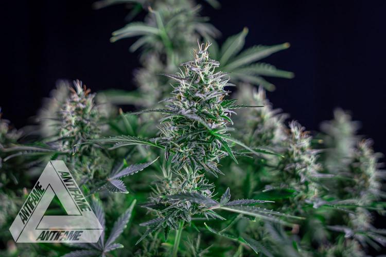 DIVINE SEEDS - Auto Northern Lights. Week 7