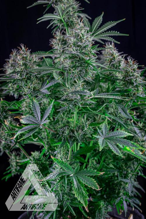 DIVINE SEEDS - Auto Northern Lights. Week 7