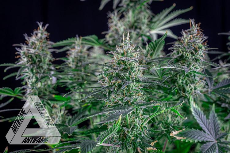 DIVINE SEEDS - Auto Northern Lights. Week 7