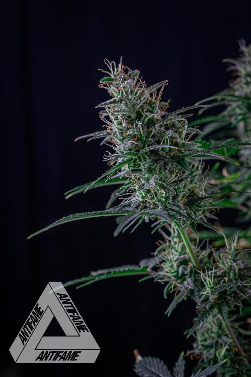 DIVINE SEEDS - Auto Northern Lights. Week 7