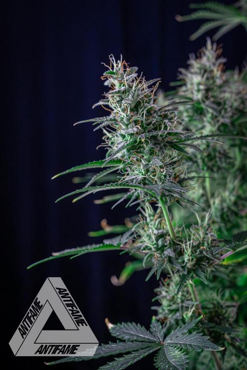 DIVINE SEEDS - Auto Northern Lights. Week 7