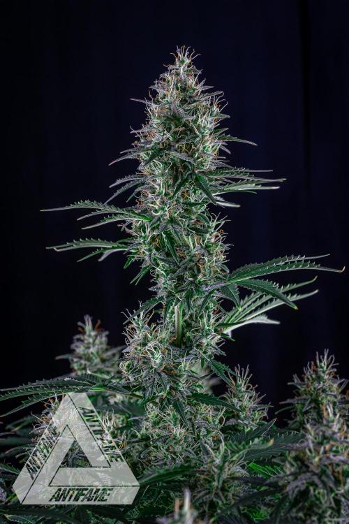 DIVINE SEEDS - Auto Northern Lights. Week 7