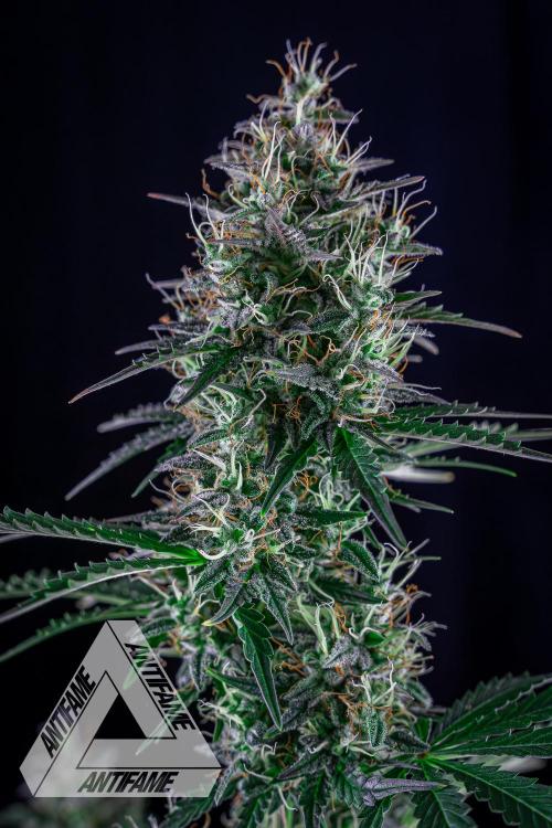 DIVINE SEEDS - Auto Northern Lights. Week 7