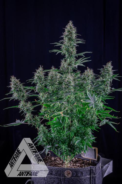 DIVINE SEEDS - Auto Northern Lights. Week 7