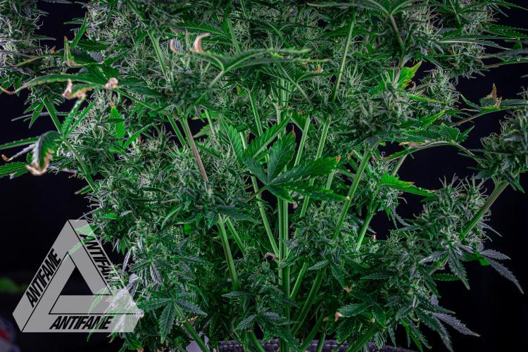 DIVINE SEEDS - Auto Northern Lights. Week 7