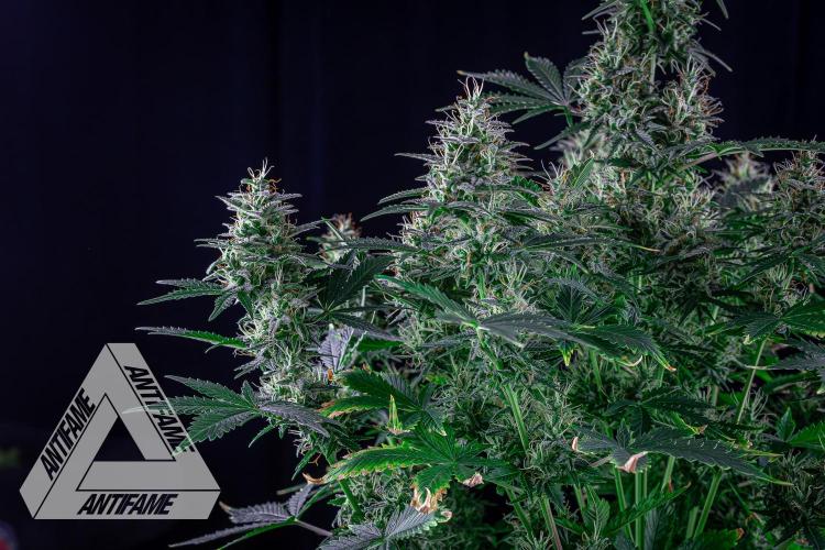 DIVINE SEEDS - Auto Northern Lights. Week 7