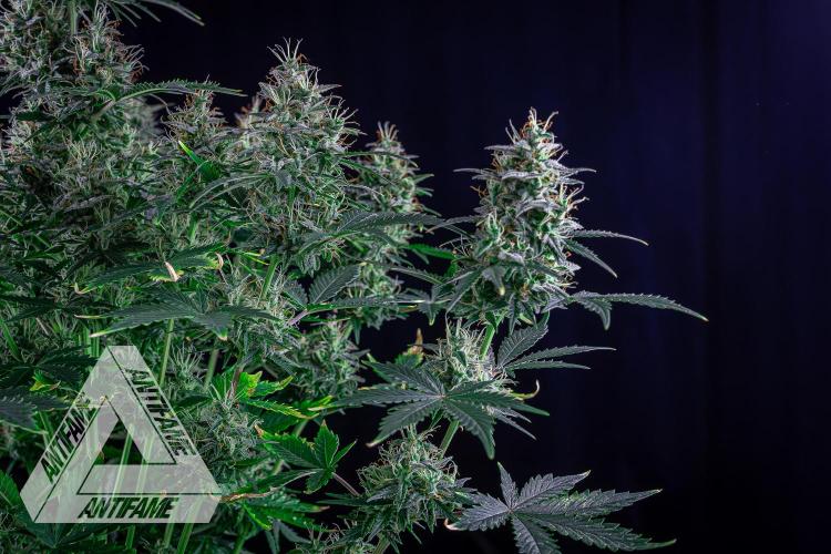 DIVINE SEEDS - Auto Northern Lights. Week 7