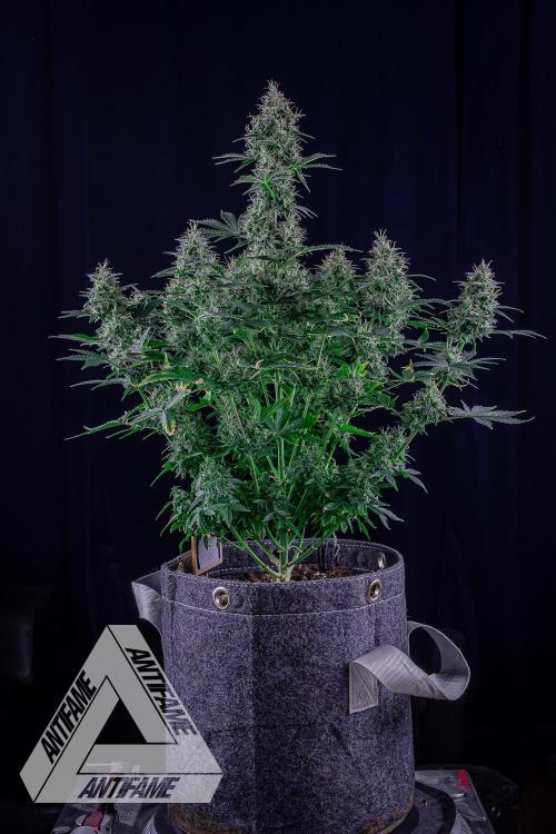 DIVINE SEEDS - Auto Northern Lights. Week 7