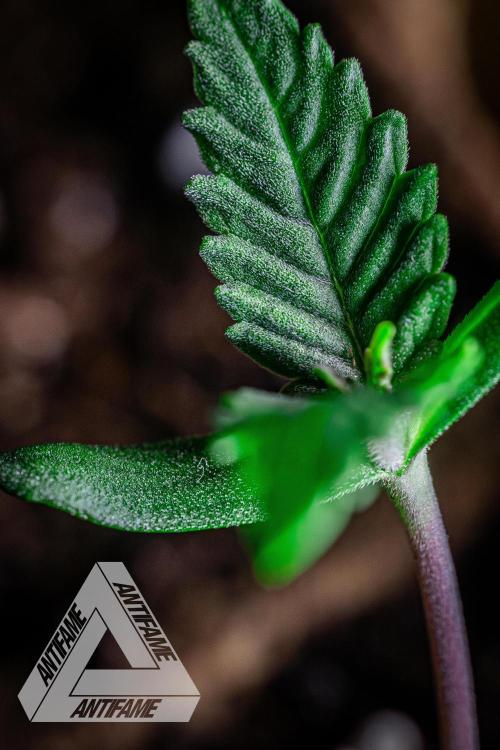 IZI SEEDS - Grandpa Zombie genetics fem. Week 0