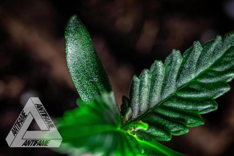 IZI SEEDS - Grandpa Zombie genetics fem. Week 0