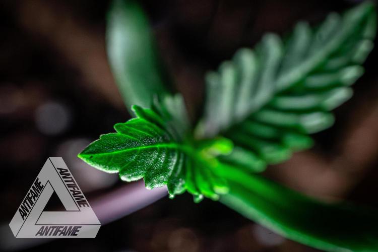 IZI SEEDS - Grandpa Zombie genetics fem. Week 0