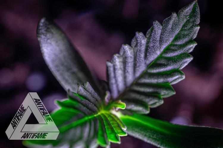 IZI SEEDS - Grandpa Zombie genetics fem. Week 0