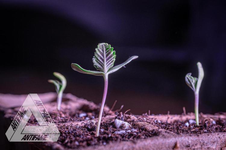 IZI SEEDS - Grandpa Zombie genetics fem. Week 0