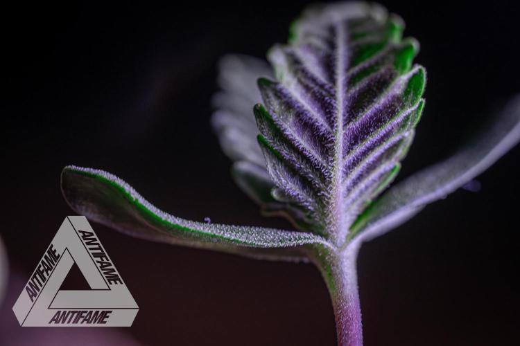 IZI SEEDS - Grandpa Zombie genetics fem. Week 0