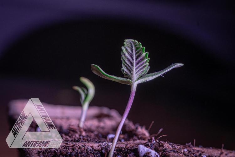 IZI SEEDS - Grandpa Zombie genetics fem. Week 0