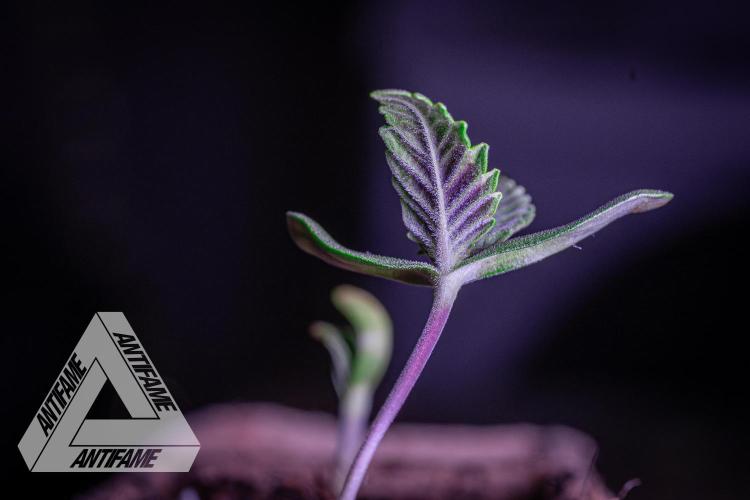 IZI SEEDS - Grandpa Zombie genetics fem. Week 0