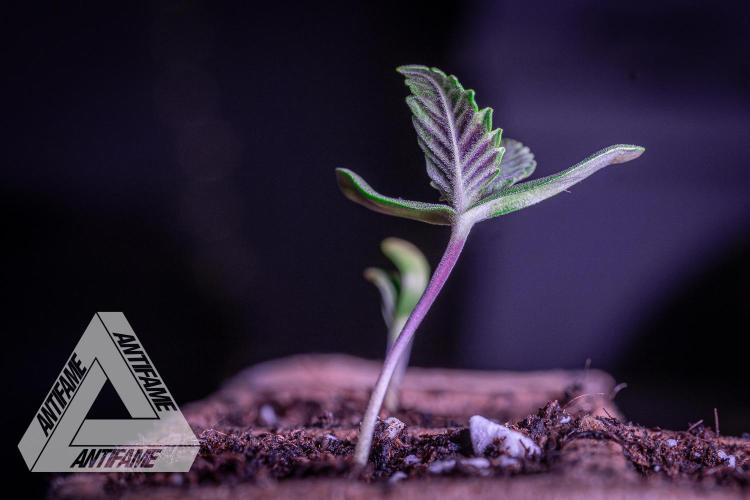 IZI SEEDS - Grandpa Zombie genetics fem. Week 0