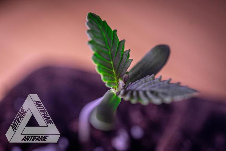 IZI SEEDS - Grandpa Zombie genetics fem. Week 0