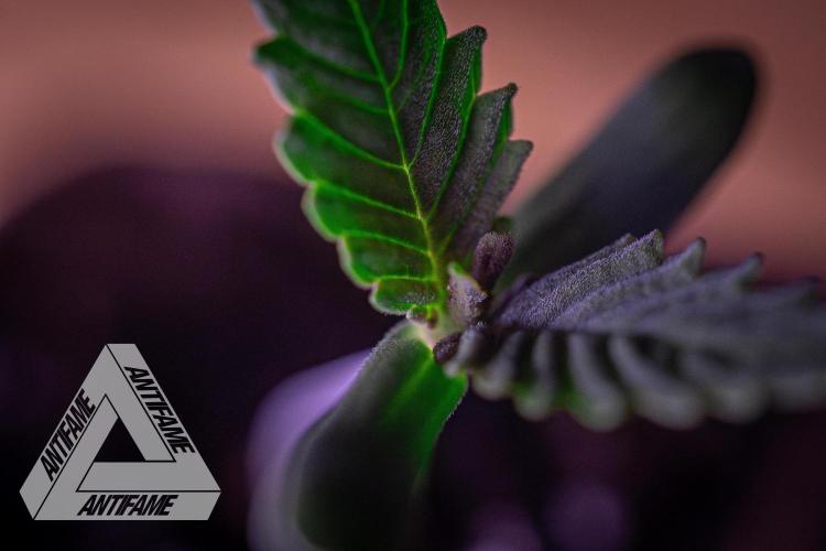 IZI SEEDS - Grandpa Zombie genetics fem. Week 0