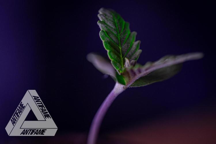 IZI SEEDS - Grandpa Zombie genetics fem. Week 0