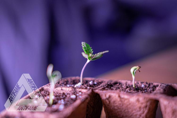 IZI SEEDS - Grandpa Zombie genetics fem. Week 0